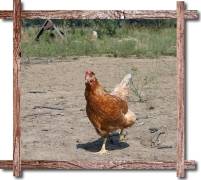 Frische-Rottaler-Bio-Eier-Huhn-viel-Auslauf